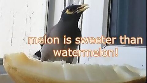 Melon is sweeter than watermelon! Funny animal