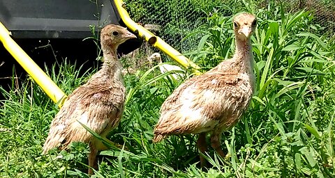 Bourbon Red Poults (Heritage Turkey Breed)