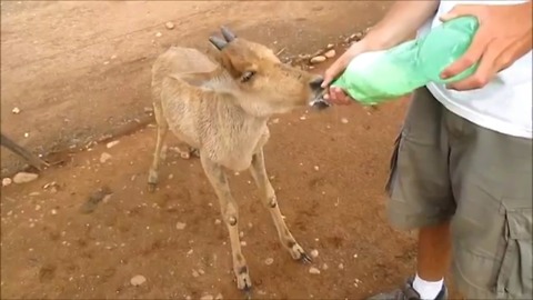 Bottle-feeding a rescued hartebeest