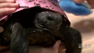 Stop painting gopher tortoises, Port St. Lucie veterinarian says