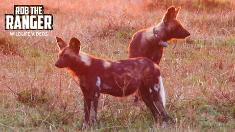 Painted Wolves - Rare Sighting | Maasai Mara Safari | Zebra Plains