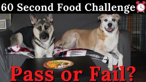 Dogs Food Challenge | Testing My Dogs Patience With Food