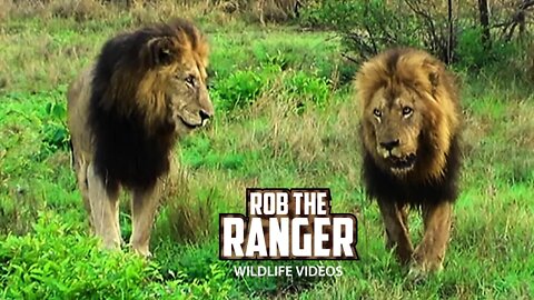 Lion Pride Feed And Drink | Cubs Try To Roar | Archive Mapogo Lion Footage