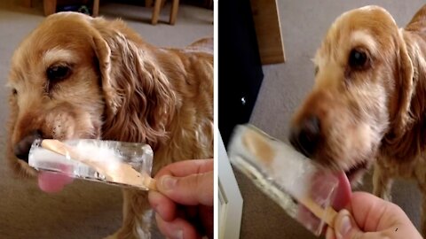 Dog has her very own ice lolly in a heat wave