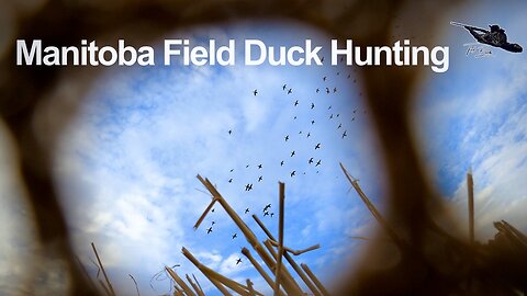 Afternoon Wheat Field DUCK HUNTING