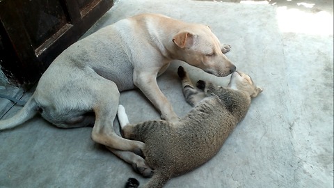 Love of dog and cat