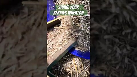 Shuck and jibe wheat harvest