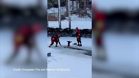 Firefighters rescue elk from frozen pond in Colorado