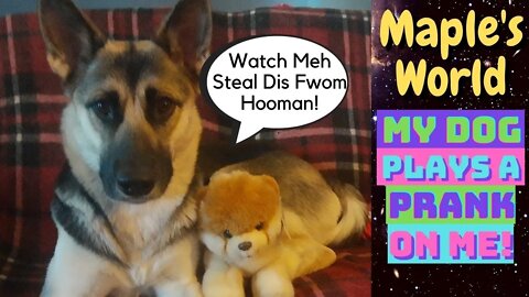 Dog Pranks Me | Steals My Boo Doll (Part 1)