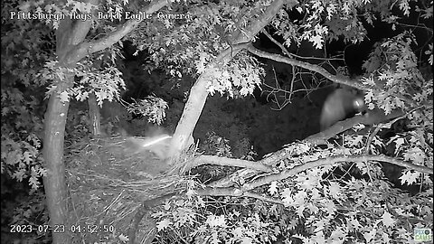 Hays Eagles Screech Owl visits/swoops at mom several times! 07-23-2023 4:50-4:55am
