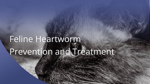 Feline Heartworm Prevention and Treatment