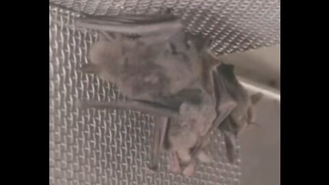 June 13, 2021: Skynews shows footage of bats kept in Wuhan laboratory