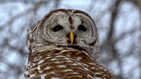Beautiful barred owl demonstrates amazing head turning ability