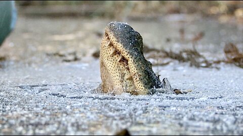 Frozen Alligators Can Come Back To Life - It's A Thing They Do