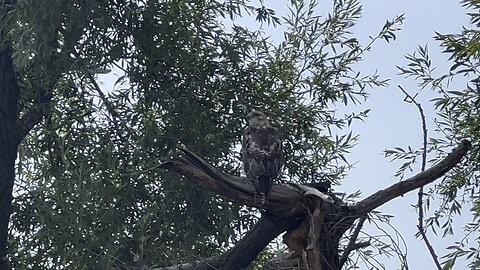 Rough legged Hawk in a tree