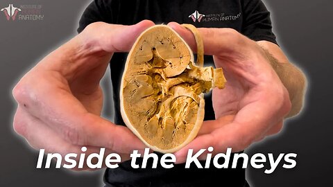 How Your Kidneys Filter GALLONS of Blood