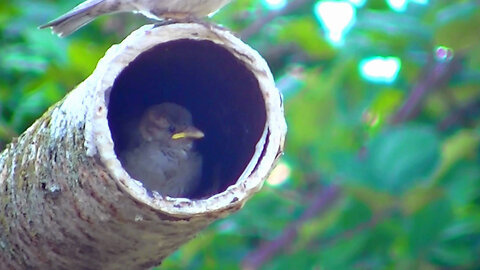 IECV NV #705 - 👀 Baby House Sparrows In The Pole 🐥🐥🐥 8-1-2018