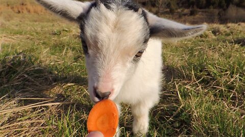 Adorable Baby Goat tries to eat a Carrot Slice