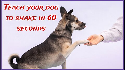 Teach your Dog to shake in 60 seconds!!!