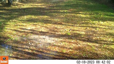 2023 Trail Cam Videos- Bushnell Cam on a Deer Scrape Volume 2