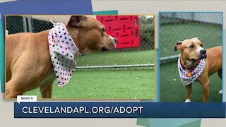 Cleveland APL Pet of the Weekend: 3-year-old pup named Isla