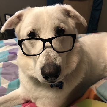 This dog chillin with reading glasses on is nothing short of hysterical