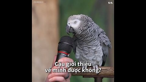 smart parrot🫶