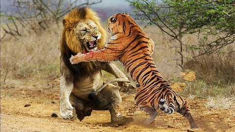 Lion vs Tiger fight | Animal fighting | Old lion fight