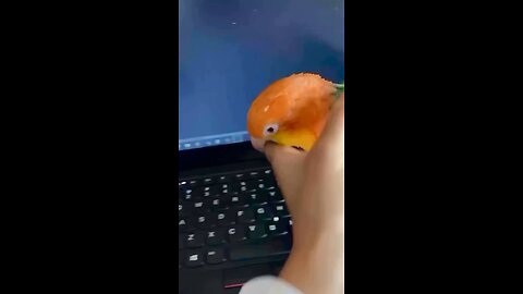 #animal #funny #funnyparrot# funnyanimal