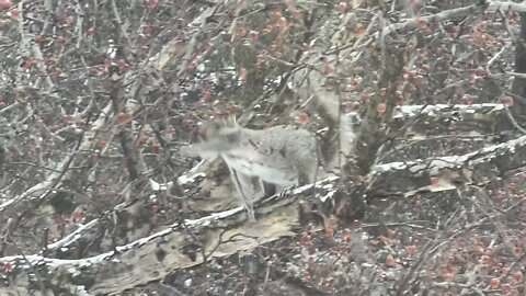 Slippery squirrel