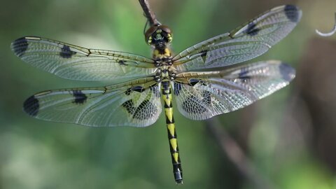 Ozark Dragonflies 2