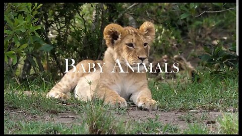 Baby Animals - Amaizing world of young animals film. | Cutest Animals |