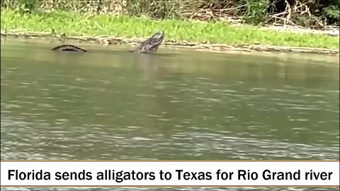 alligators favorite snack are illegal aliens