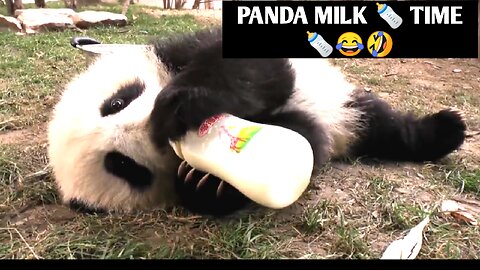 PANDA BABY :TIME TO DRINKING MILK. 🍼😂