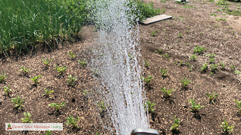 Midday Watering For New Transplants