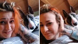 Bull Terrier hilariously wakes up owner for playtime