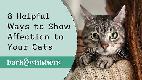 8 Helpful Ways to Show Affection to Your Cats