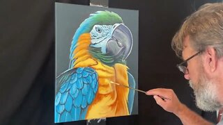 Macaw Time Lapse