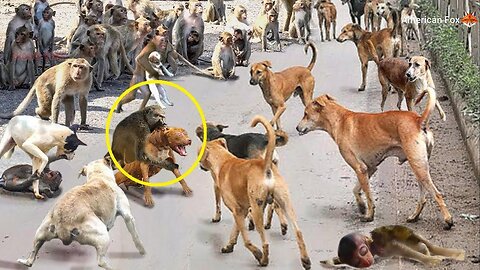 Mother Monkey Attacks 250 Dogs to Revenge Her Baby in India - Blondi Foks
