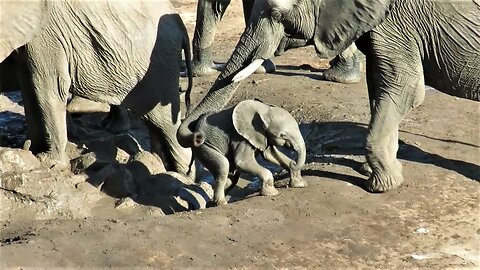 Mother Elephant Gently Helps Struggling Baby Out Of Mud Wallow