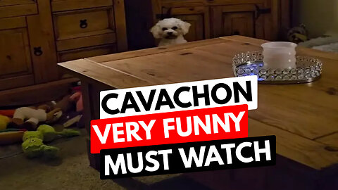 CAVACHON SO FUNNY MUST WATCH are freaking out