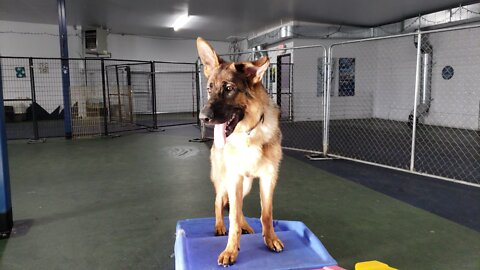 A game of fetch at the dog club