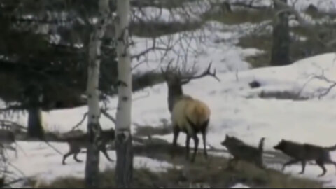 A pack of wolves hunts a stag