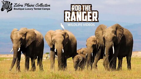 Amboseli Elephants Cross The Plains | Zebra Plains Safari