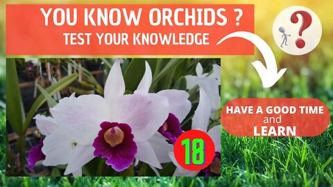 DO YOU KNOW ORCHIDS? WHAT IS THE NAME OF THIS ORCHID? HAVE FUN IDENTIFYING THIS ORCHID