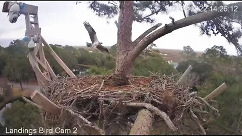 Osprey Circles Great Horned Owl Nest 🦉 2/4/22 14:26