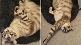 Sleepy Kitty Naps In Hilariously Awkward Position