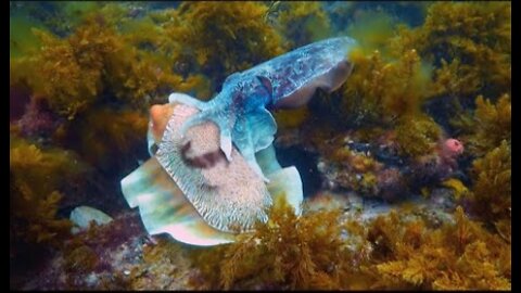 Robot Communicates with Male Cuttlefish - Spy In The Ocean