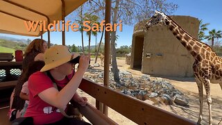 Wildlife Safari San Diego Zoo Safari Park