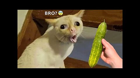Best Funny Animal Videos Of The 2023 🤣 - Funniest Cats And Dogs Videos 😺😍😂🐶 Funny cat & dog videos 😍